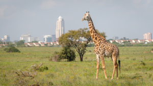 nairobi