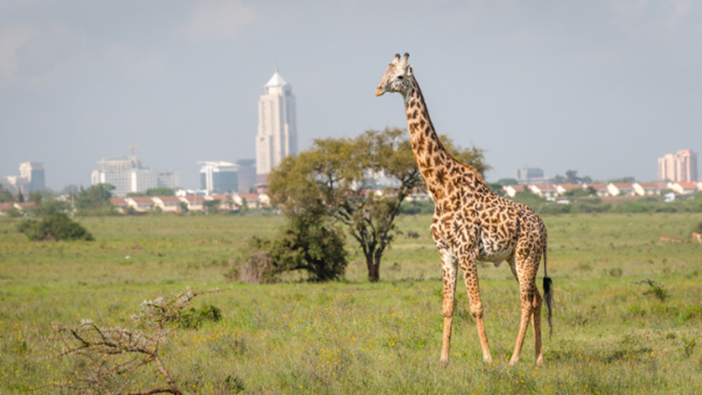 Non Stop Lie-Flat Air France Business Class from Paris to Kenya Round Trip for Around $1,800