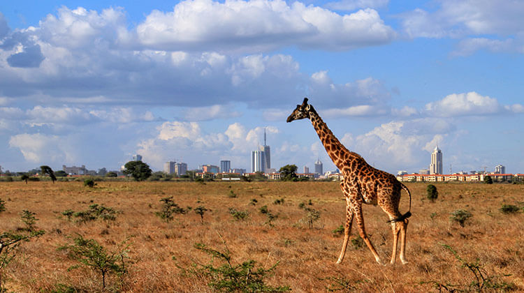 Business Class from Budapest to Kenya for €1,268 Round Trip