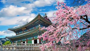 Business Class from Turkey to South Korea