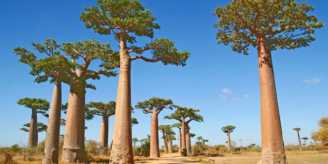 Business Class from Paris to Madagascar for €1,748 Round Trip on Kenya Airways