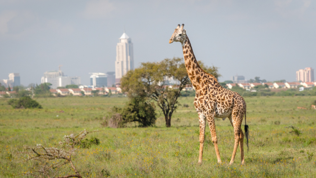 Business Class from Amsterdam to Kenya