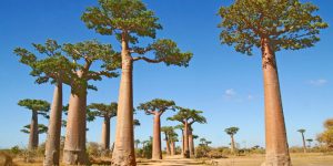 Business Class from Paris to Madagascar Business Class from Paris to Madagascar