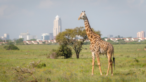 Business Class from Finland to Kenya Business Class from Finland to Kenya