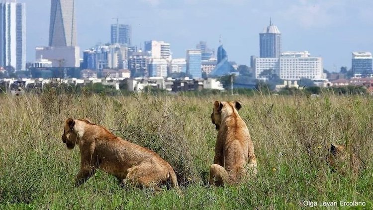 Business Class from Sweden to Kenya